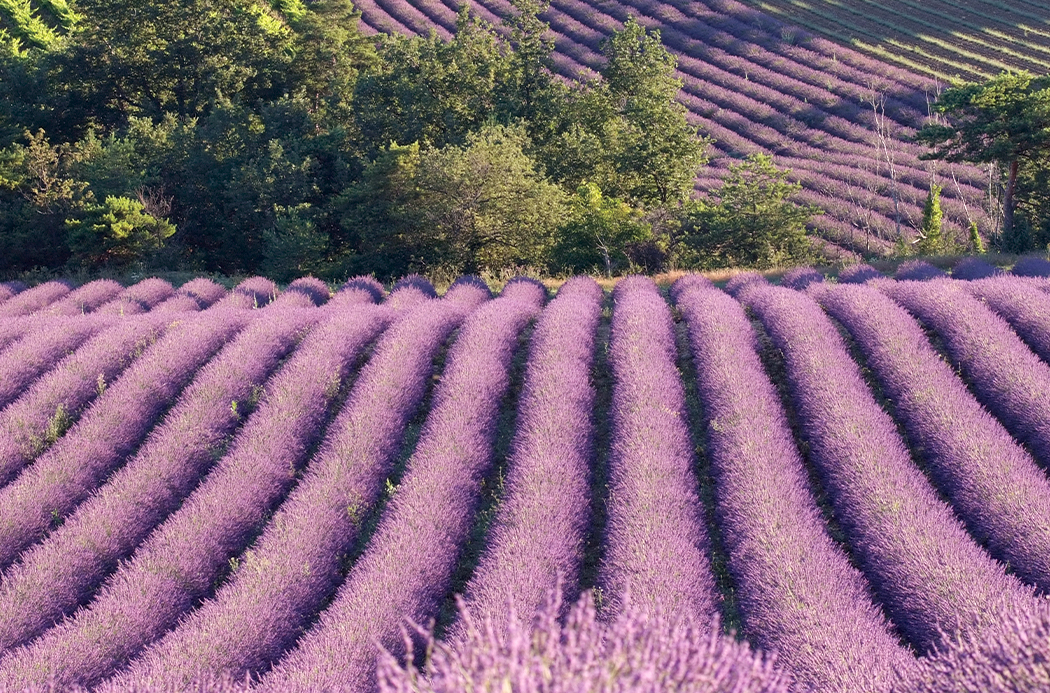 Campos de lavanda doTERRA en origen, proceso de abastecimiento sostenible