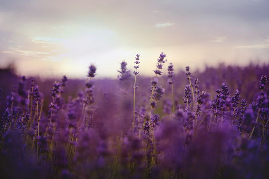 Lavanda para perros con ansiedad por separacion la historia de sugar